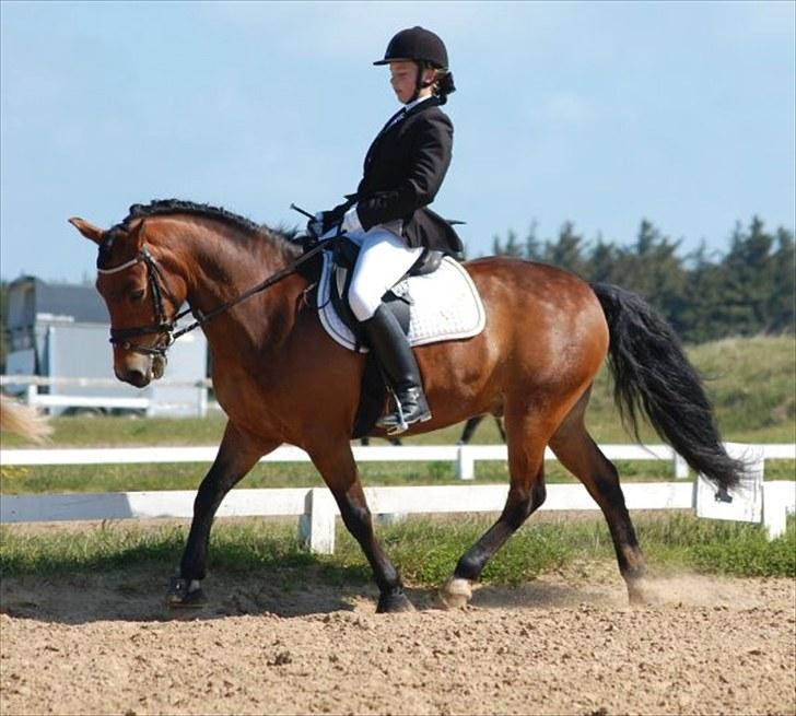 New Forest Texas"Stjerne-ponyen" Solgt* - Stævne Lc1 vandt klassen med 65,8 % Dygtig Pony <33 billede 7