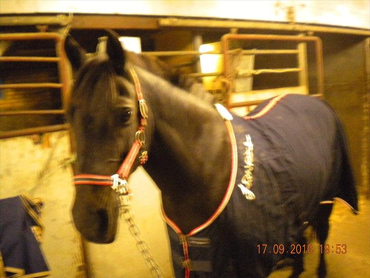 Welsh Cob (sec D) Bette *tidligere part<3* - Hygge.. billede 11