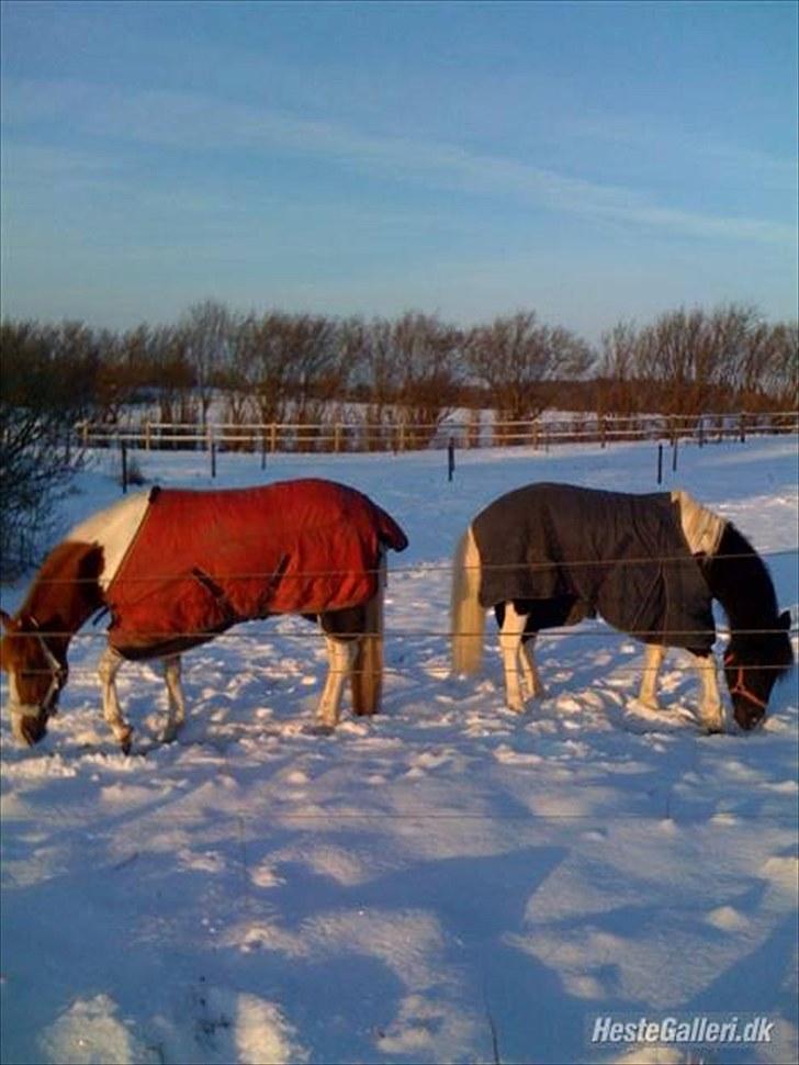 Anden særlig race Prinsesse Ibeline [tidligere part] - Ibe og Tos. Ynglings billede!! (: <3 dejligste pony´er  billede 10