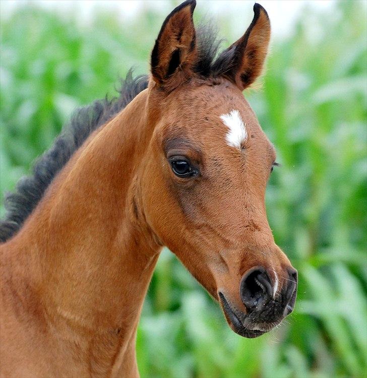 Arabisk fuldblod (OX) Zijara Amelia E'jaaz billede 9