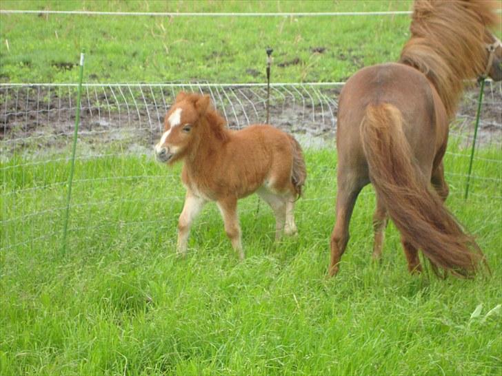 Anden særlig race Lille Terkel *Solgt* (R.I.P) billede 10