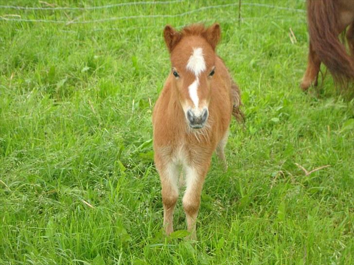Anden særlig race Lille Terkel *Solgt* (R.I.P) billede 11