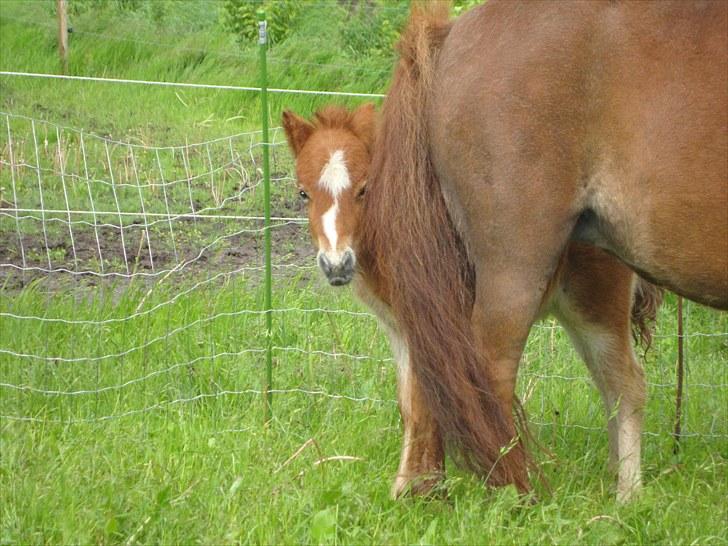 Anden særlig race Lille Terkel *Solgt* (R.I.P) billede 12