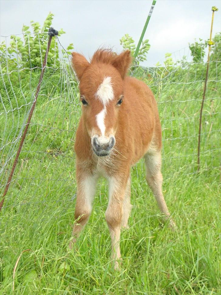 Anden særlig race Lille Terkel *Solgt* (R.I.P) billede 13