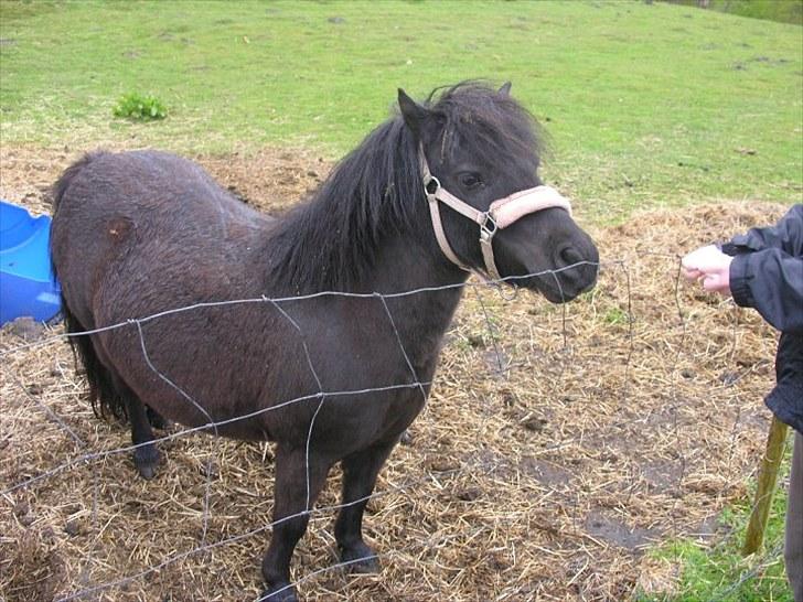 Shetlænder pippi R.I.P - jeg bliver snakker med jeg er drive våde billede 18