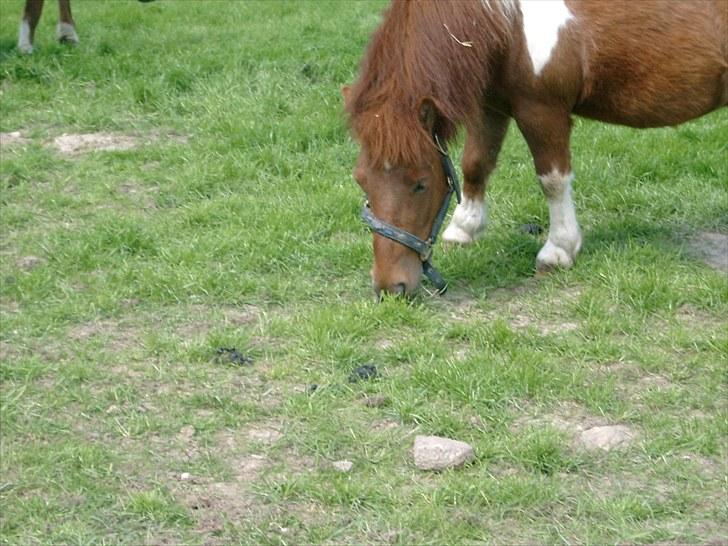 Shetlænder Smølf  - mmmmmmmmmmm mad billede 19