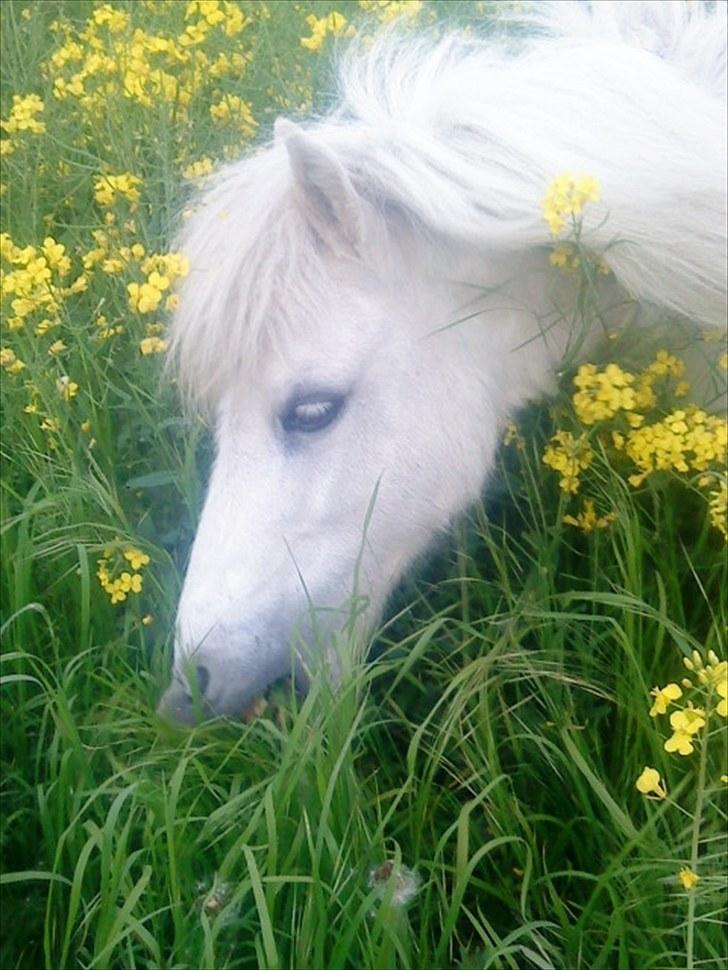 Shetlænder Nicoline <33 billede 8