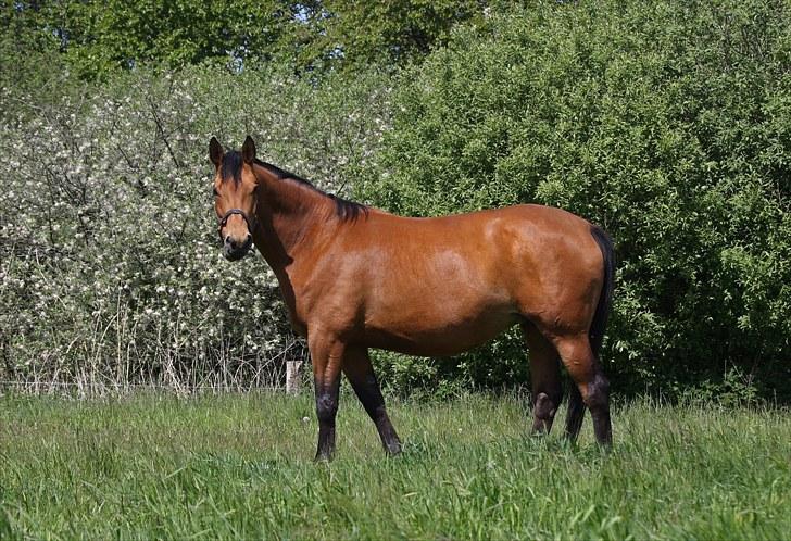 Dansk Varmblod Fredbo´s Impala - SAVNET - Velkommen til Impalas´ profil :) Læg gerne en kommentar og en bedømmelse :) billede 1