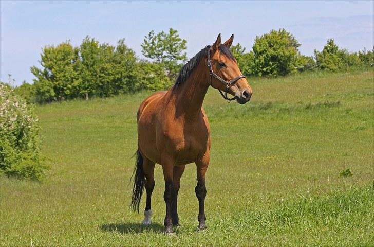 Dansk Varmblod Fredbo´s Impala - SAVNET billede 2