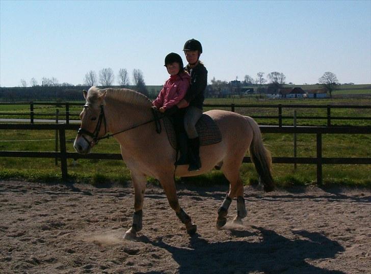 Fjordhest Højgaards Diamant billede 8