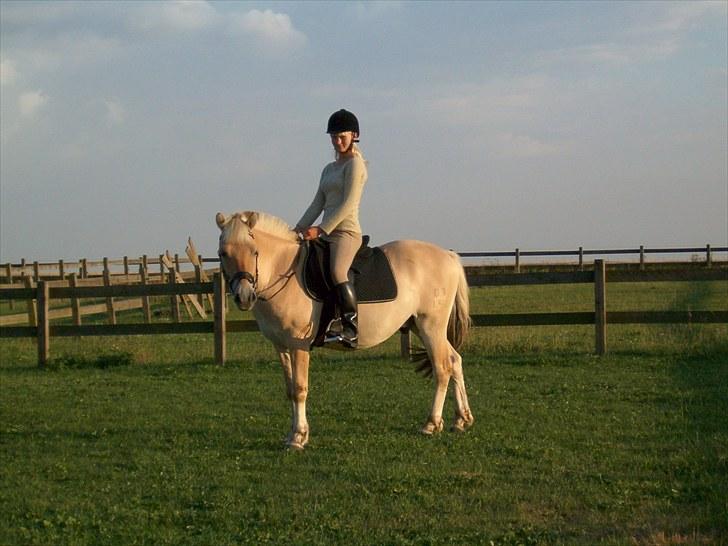 Fjordhest Højgaards Diamant billede 9