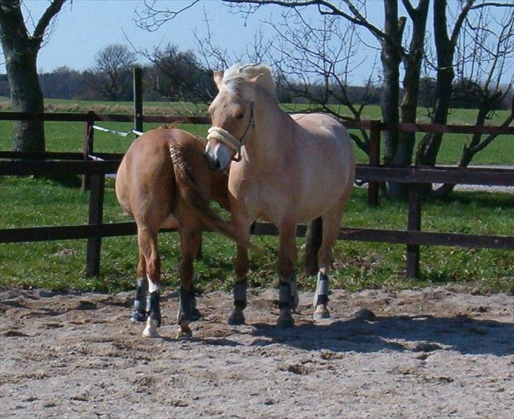 Fjordhest Højgaards Diamant billede 10