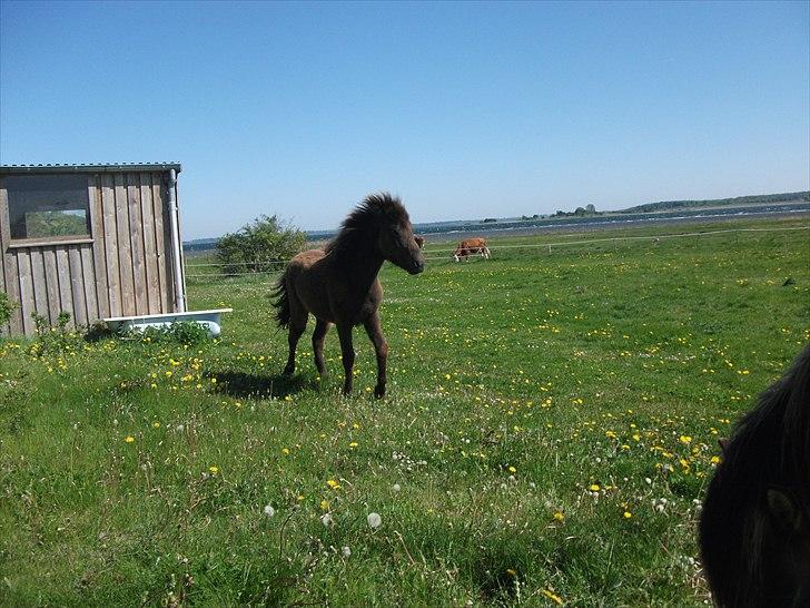 Islænder Draupnir fra Lykkegård *udlånt* - SOOOOMMMMMMER!! maj 2011 - velkommen til min profil :) nyd billederne og tekst , og kommenter lige og bedøm gerne :* tak billede 3