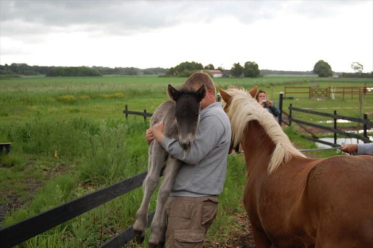 Islænder Draupnir fra Lykkegård *udlånt* - Jeg tø´r ik gå :) så er det godt at jørgen kan bære mig ;D billede 4