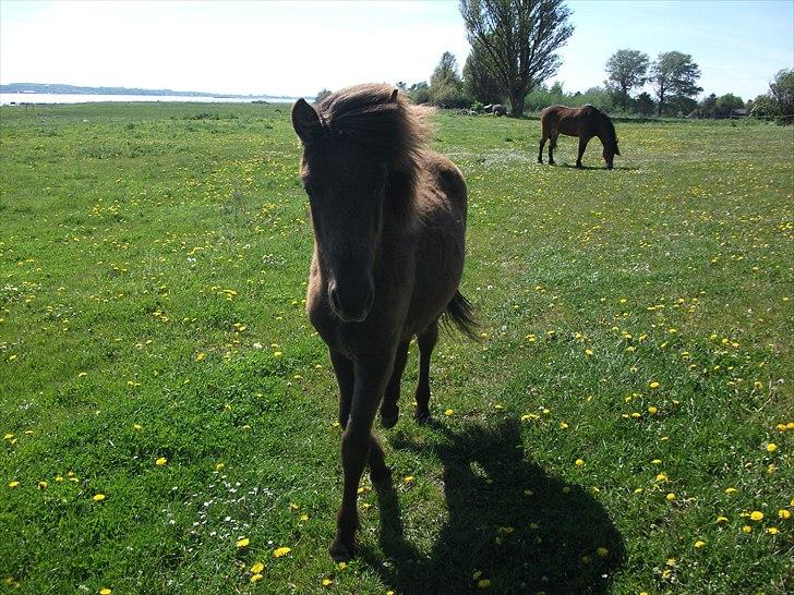 Islænder Draupnir fra Lykkegård *udlånt* - maj, så smuk <3 billede 7