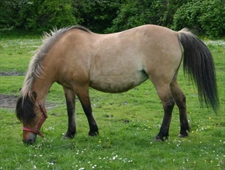Anden særlig race Metle(rideskolepony) - Metle på grasdonalds billede 1