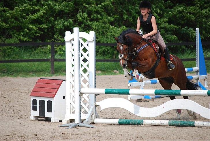 Welsh Pony af Cob-type (sec C) Åvangens Victoria - Træning på NSR hun var fin :D<3 billede 14