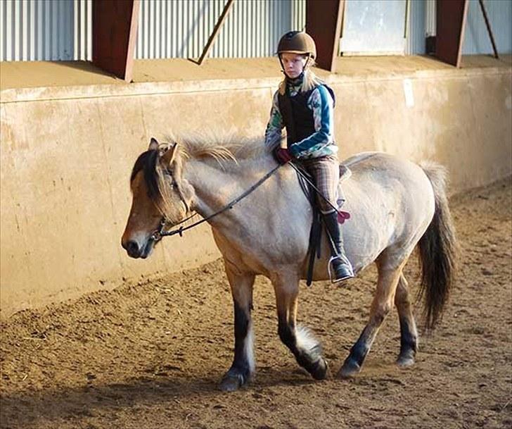 Anden særlig race Metle(rideskolepony) - mig der rider på Metlemusen! billede 2