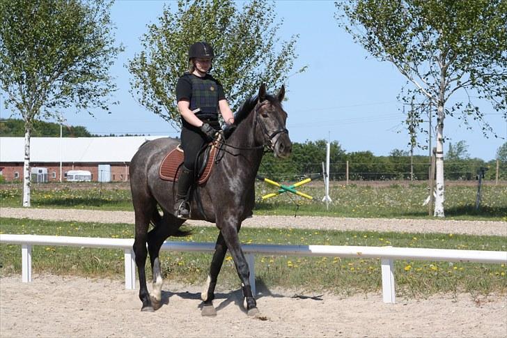 Dansk Varmblod Rosa Dream Girl billede 10