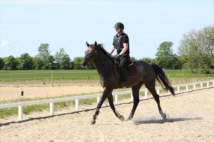 Dansk Varmblod Rosa Dream Girl billede 11