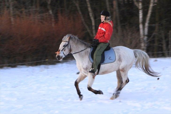 Anden særlig race SKOVGÅRDENS SHARNIE<3 -ninja-gede-knirke- - 16) vinter 2010, Fordi vi kan ride med bid og uden bid billede 4