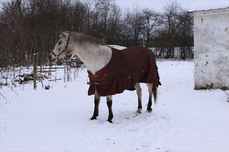 Anden særlig race SKOVGÅRDENS SHARNIE<3 -ninja-gede-knirke- - 13) Fordi Sharnie er en model i min verden ♥ billede 8