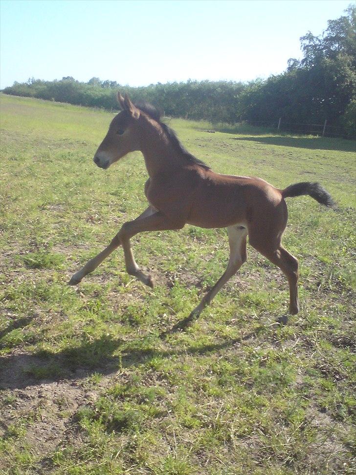 Dansk Varmblod See My Jaguar - galop :)  billede 18