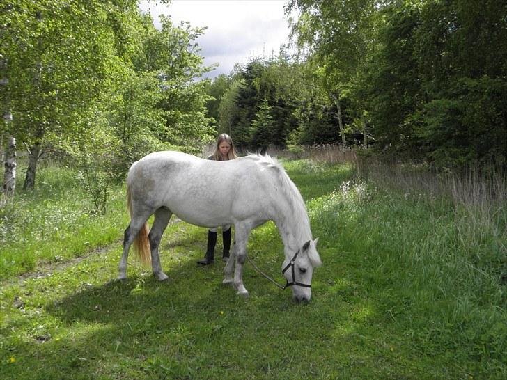 DSP Dü mapromis (solgt) billede 19