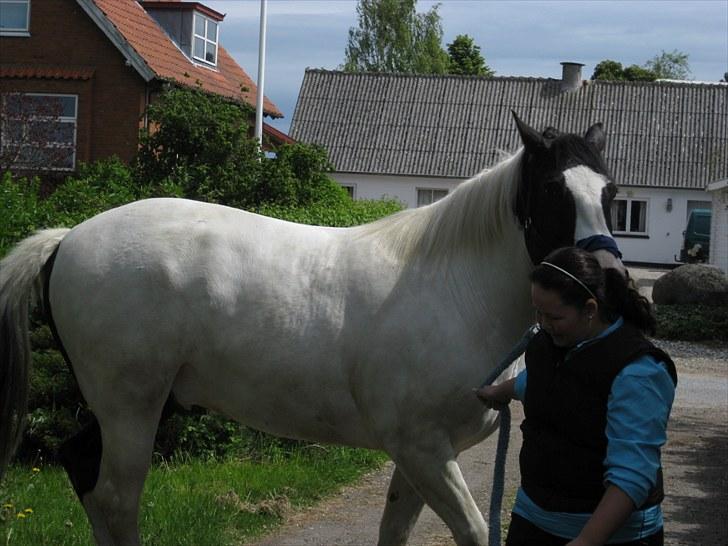 Anden særlig race Chicaro's Millenium SOLGT billede 3