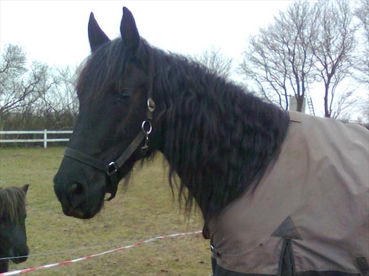 Frieser Hero billede 13