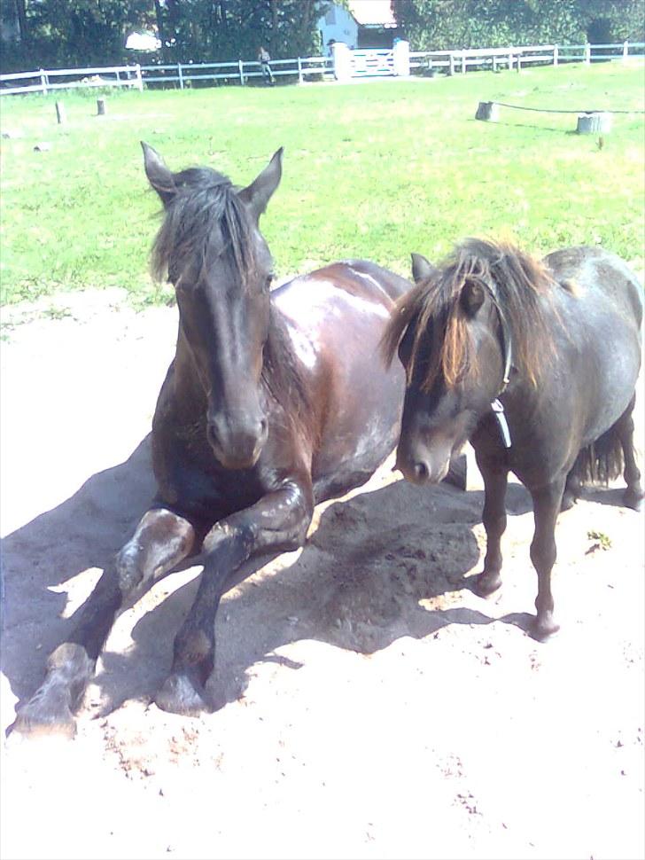 Frieser Hero billede 14