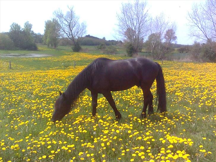 Frieser Hero billede 15