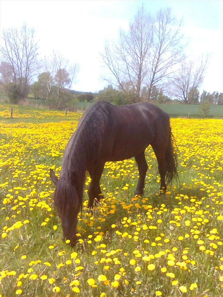 Frieser Hero billede 16