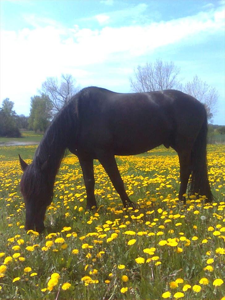 Frieser Hero billede 17