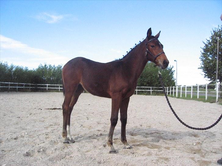 DSP Fredbo's i-Pod SAVNET! billede 14