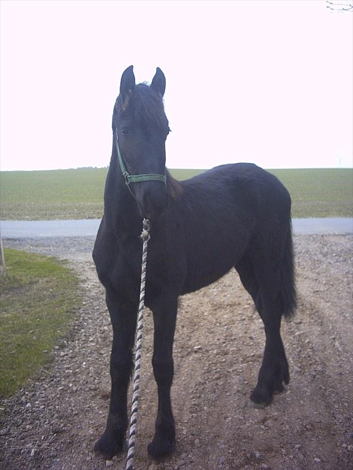 Frieser Duchess liselund billede 11