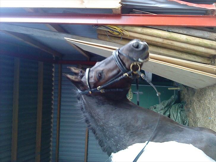 Pinto Jupiter RIP billede 2