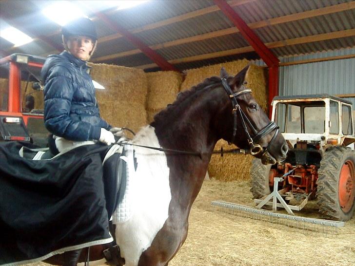 Pinto Jupiter RIP billede 3