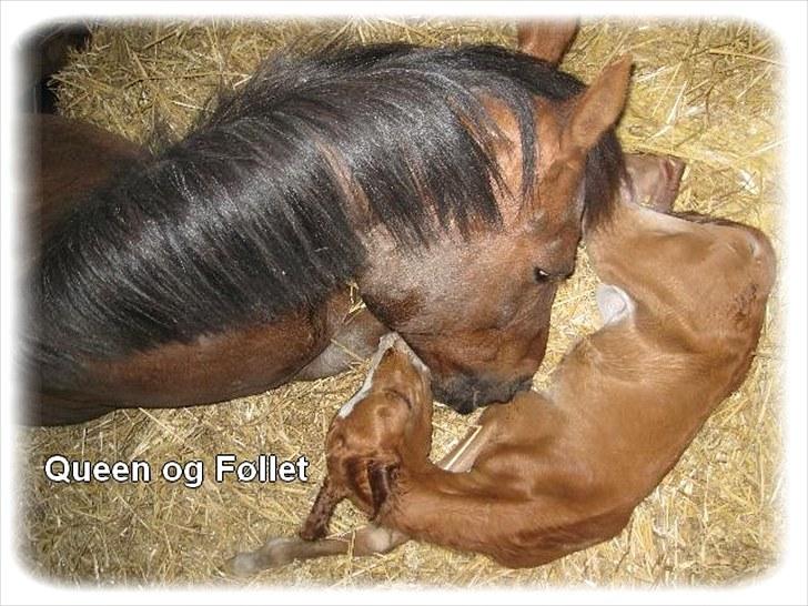 Anden særlig race | Queen | - ¤* 20 *¤ - Queen og det lille nye hingsteføl. Rød med lang blis og hvidt på to ben. d. 10/6-2010. Foto: Rikke billede 20
