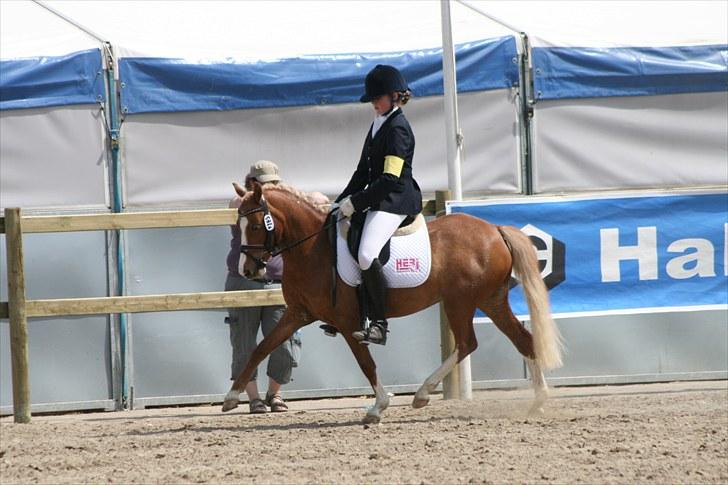 DSP Moonjam´s Symfoni - Gangartsklasse Roskilde Dyrskue 2010 billede 15