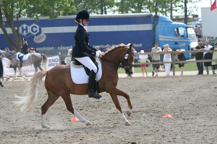 DSP Moonjam´s Symfoni - Roskilde Dyrskue 2010 billede 16