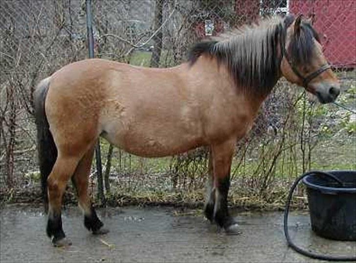 Anden særlig race Metle(rideskolepony) billede 4