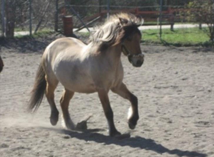 Anden særlig race Metle(rideskolepony) - dejlige metle!!!<3 billede 5