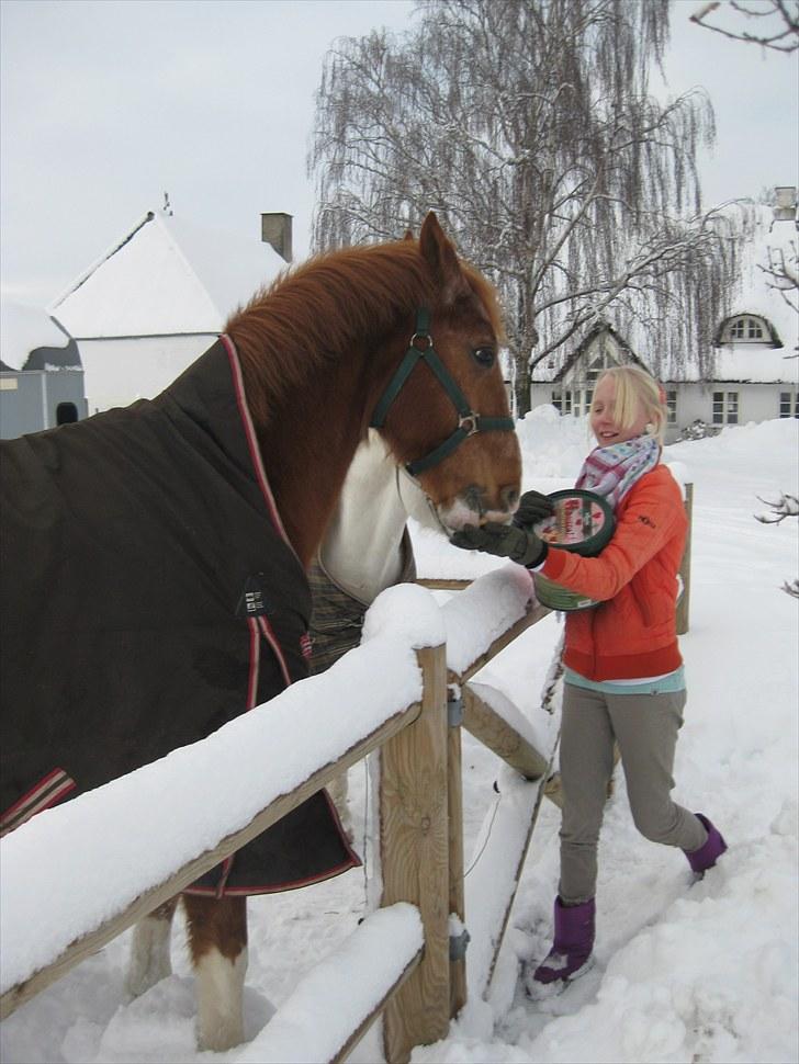 Anden særlig race Hannibal R.I.P - taget af moe billede 7