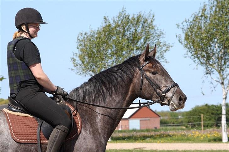 Dansk Varmblod Rosa Dream Girl billede 12