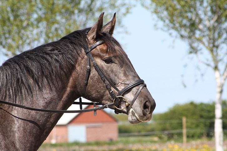 Dansk Varmblod Rosa Dream Girl billede 13