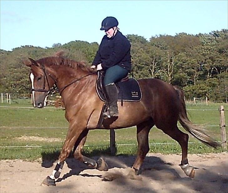 Dansk Varmblod Robbia Vedstedholm billede 16