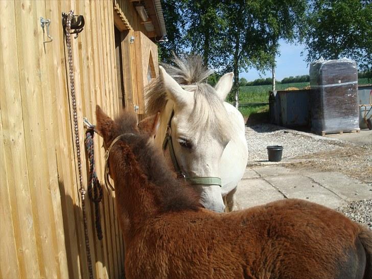 Anden særlig race Necupina (Pina) - MOAR!!! billede 10