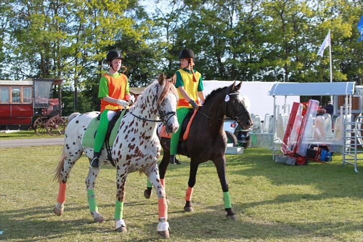 Knabstrupper Lá Feve´s Fion billede 14