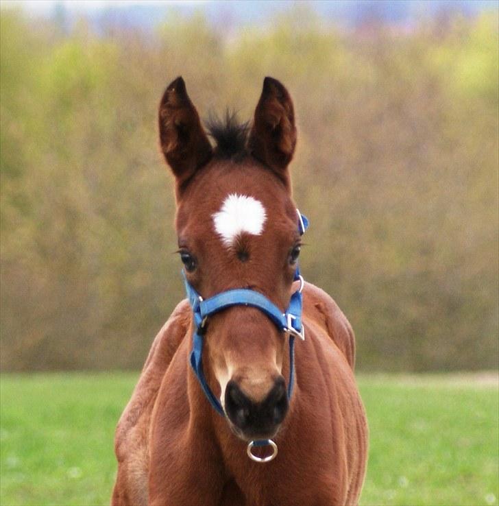 Fuldblod (XX) Smart Hawk  - Foto er fra d25maj billede 1